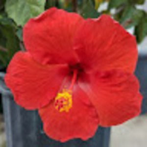 Meet your Posher, Karla